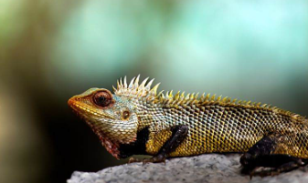 蜥蜴会通过哪种方式御寒？