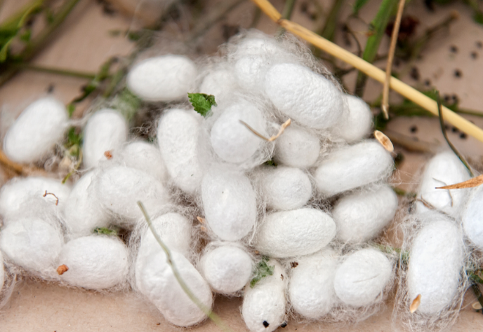 蚕吐出的丝直接抽取就能使用吗？