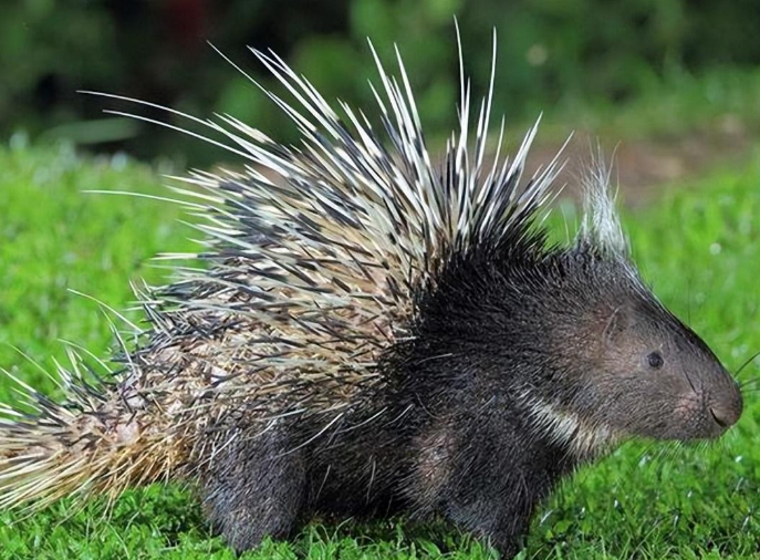 老鼠和猪，豪猪与哪种动物的亲缘关系更近？