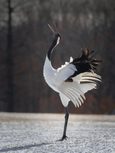 丹顶鹤经常会单腿站立的原因是什么？