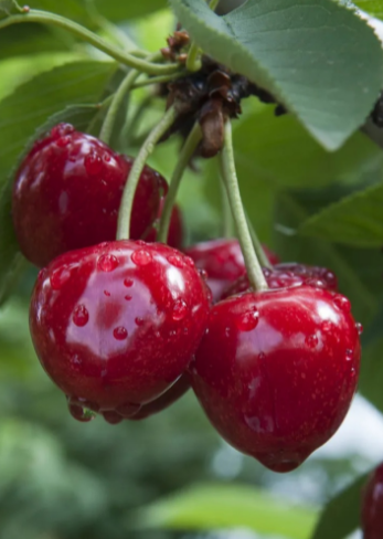 樱桃是樱花结的果实吗？