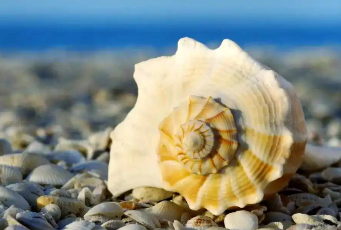 海螺放在耳边就能听到大海的声音吗？