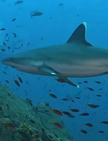 鲨鱼有胎生的种类吗？