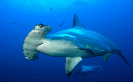 双髻鲨擅长哪种游泳方式？