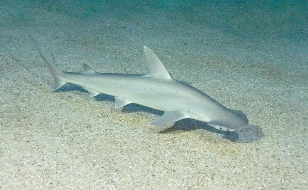 窄头双髻鲨和大白鲨，哪种是杂食性鲨鱼？