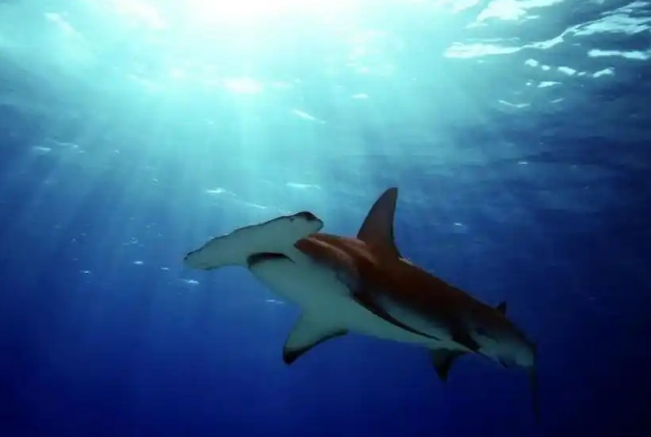 鲨鱼在太阳下晒久了会变黑吗？