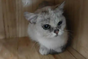 撸猫界的蜜雪冰城？青岛一家撸猫馆一天仅需9.9元