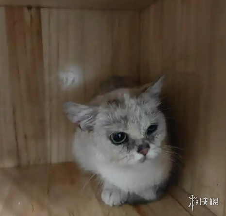 撸猫界的蜜雪冰城？青岛一家撸猫馆一天仅需9.9元(图2)