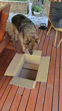 屁股真的有这么Q弹吗 动图 还是黑丝的诱惑大呀(图3)