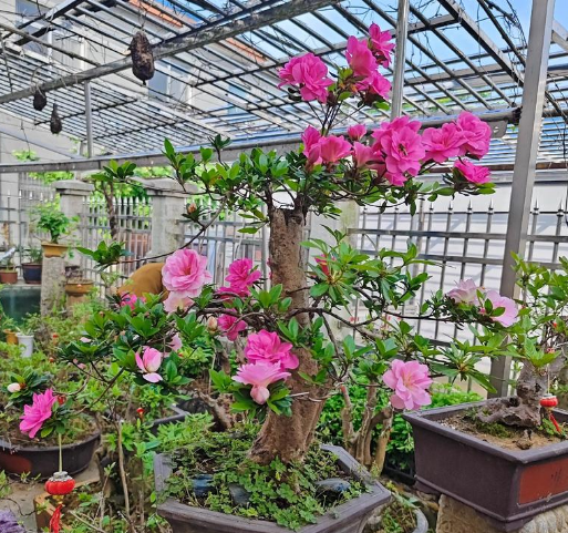 “养一盆花，造一方景”是对哪种职业的描述？