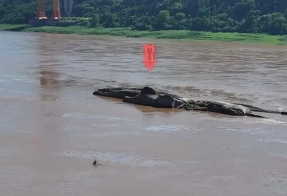 水位下降！江心岛露出600年摩崖造像吸引游客观瞻(图2)