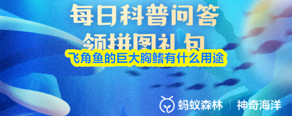 飞角鱼的巨大胸鳍有什么用途