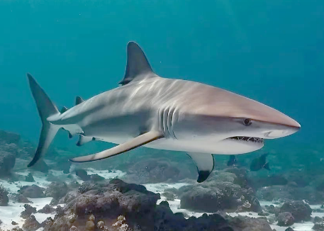 鲨鱼能够快速游动的秘密主要在于什么？