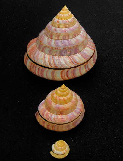 哪种海洋动物早在寒武纪就出现在地球？