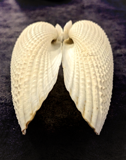 哪种贝类有“天使之翼”的美称？