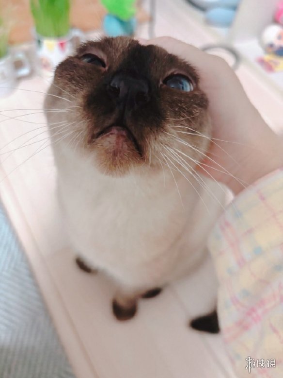 热门漫画表情包小豆泥原型去世 主人发长文感谢关注(图5)