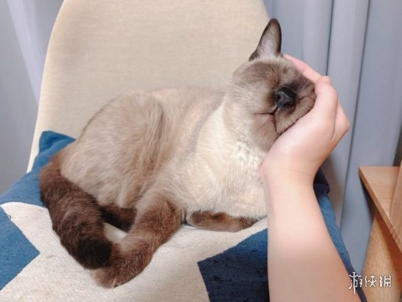 热门漫画表情包小豆泥原型去世 主人发长文感谢关注(图4)