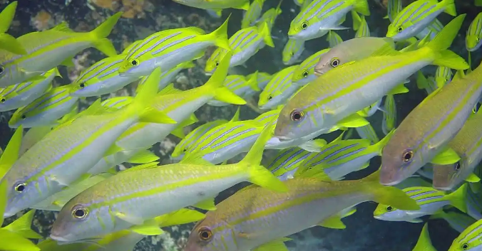 以下哪一项是四线笛鲷的显著特征