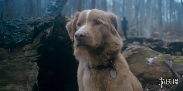 2025年最令人心碎的恐怖片《好狗狗》公开终极预告(图3)