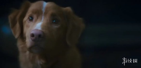 2025年最令人心碎的恐怖片《好狗狗》公开终极预告(图6)