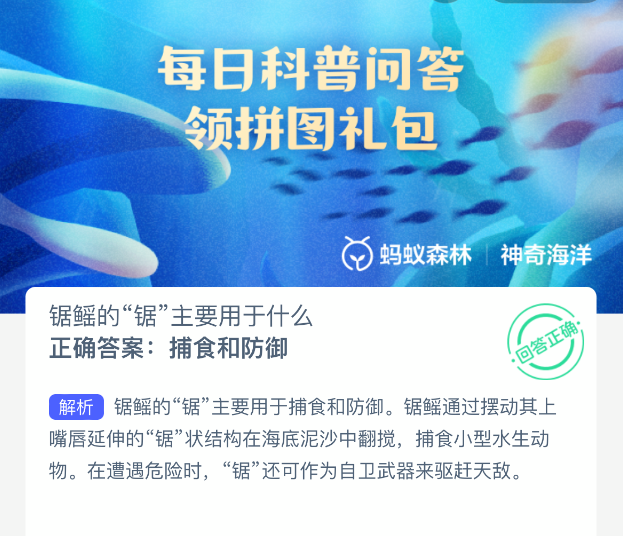 锯鳐的锯主要用于什么(图2)
