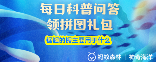 锯鳐的锯主要用于什么(图1)