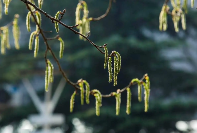哪种树开的花常被人们称为“毛毛虫”？