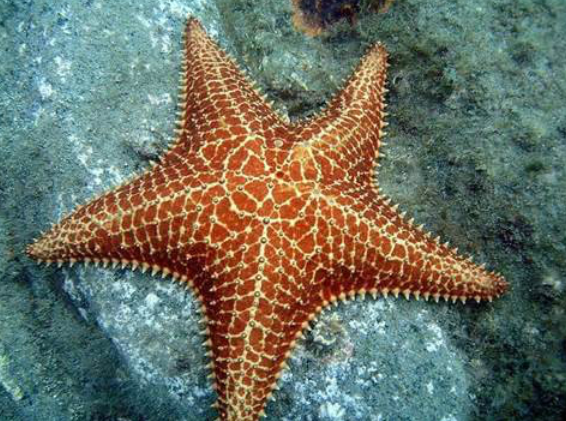 海星和章鱼，哪种海洋生物属于棘皮动物？