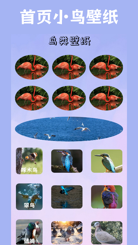 
小鸟壁纸app