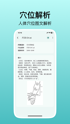 
人体穴位图解