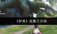 《伊莫》花舞兰介绍