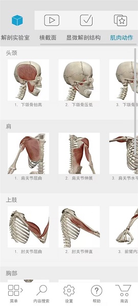
atlas人体解剖