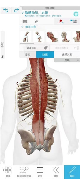 atlas人体解剖(图4)