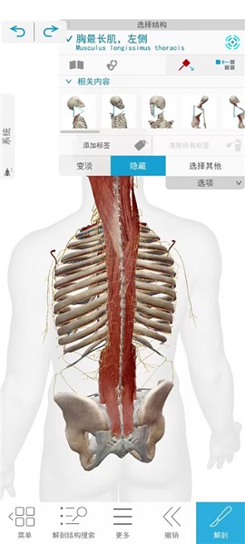 atlas人体解剖(图5)