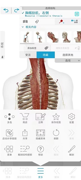 atlas人体解剖(图6)