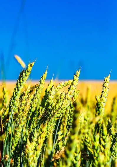 杜甫诗句“细麦落轻花”描写了哪种农业现象？