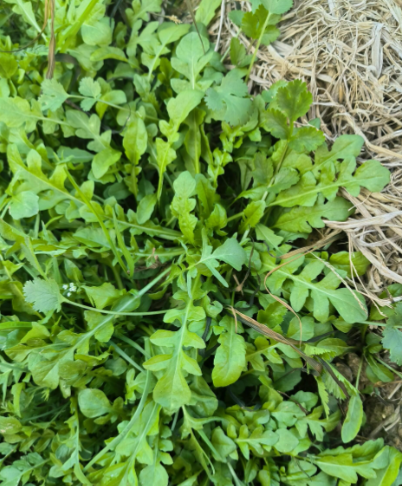 荠菜和黄瓜，哪种蔬菜的含钙量比牛奶更高？