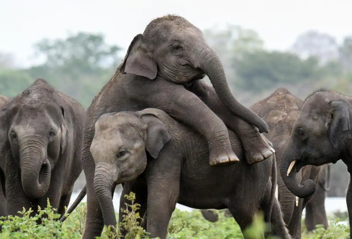 大象和蜜蜂，哪种动物能发出人类听不到的次声波？