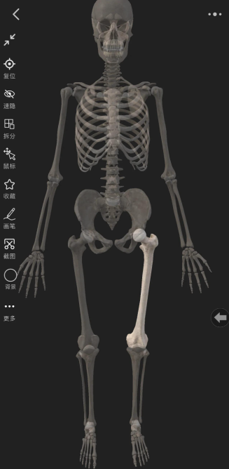 人体最长的骨头是哪一根？