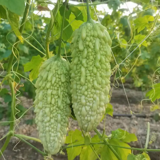 苦瓜成熟后，口感会变甜还是变得更苦？