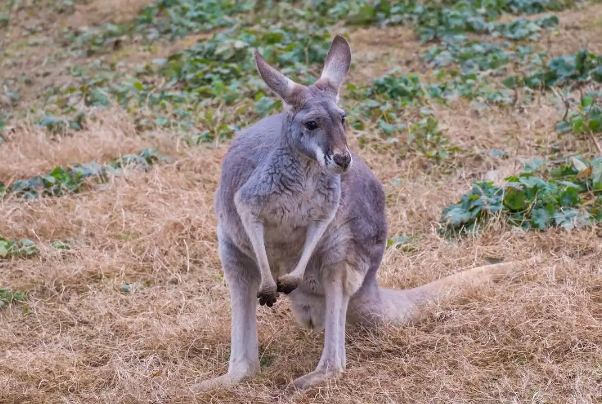 袋鼠和跳兔，哪种动物跳得更高更远？