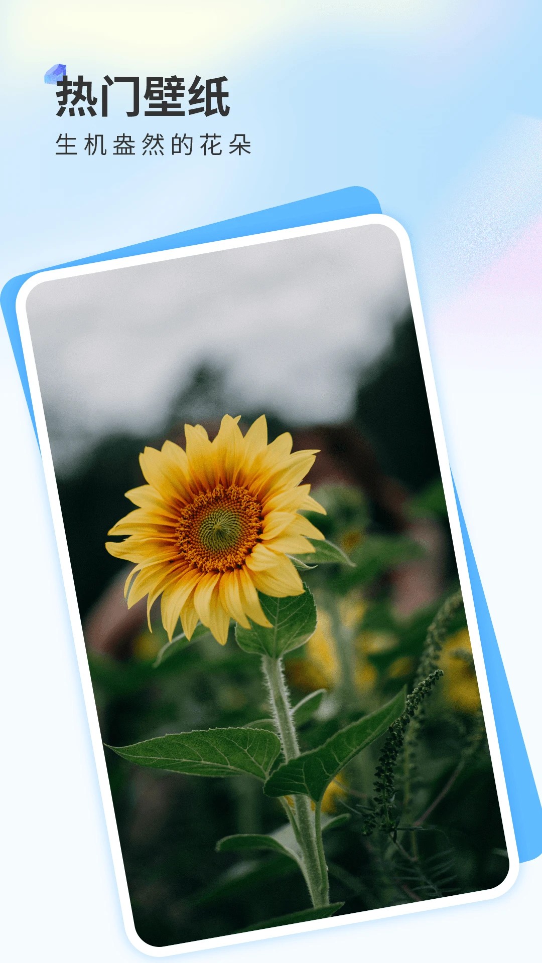 克拉壁纸 免费版