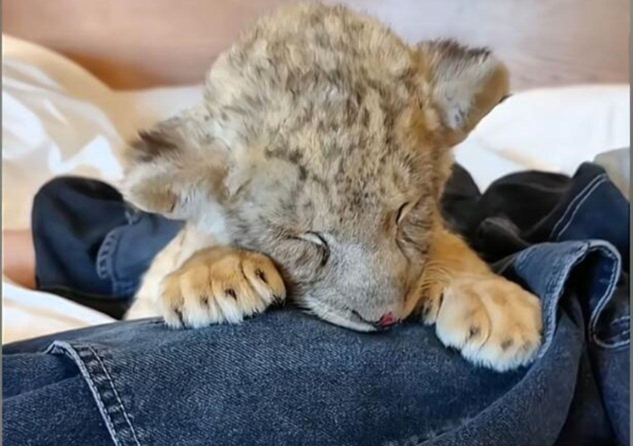 江苏度假区推出