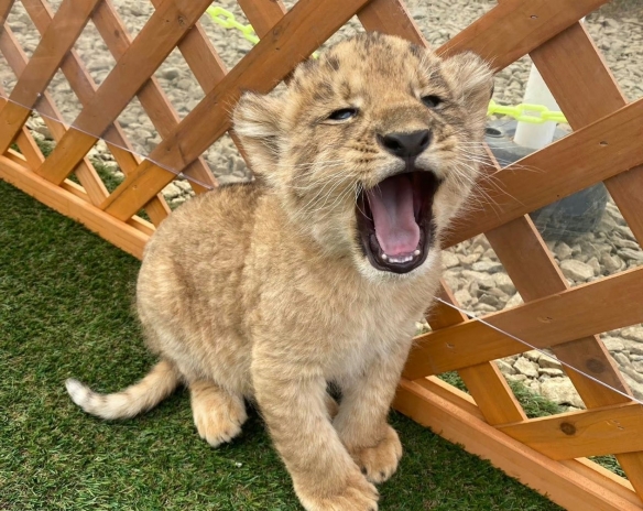 江苏度假区推出(图3)