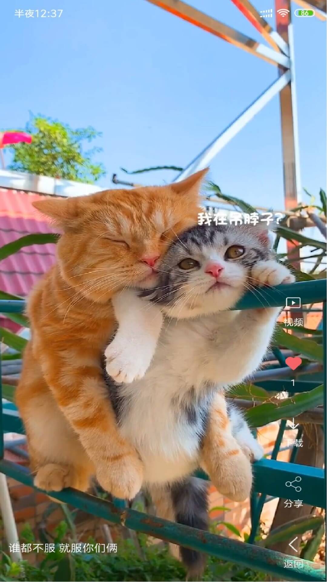 视频壁纸 手机版(图3)