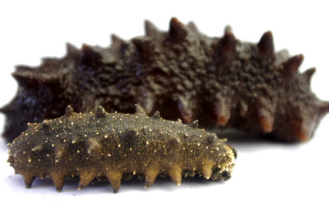 刺参就是有刺的海参吗？