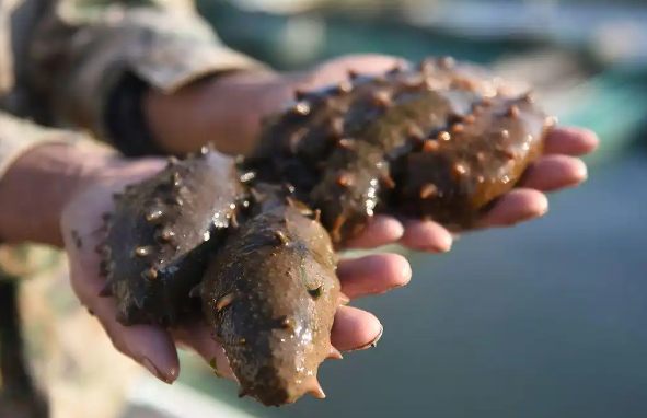 海参是软体动物吗？