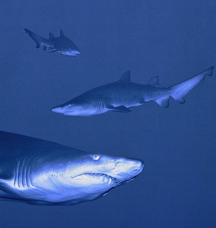 哪种鲨鱼可以吞咽水面的气体，储存在胃部？