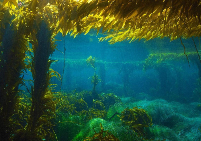 “大浮藻”是哪种海洋生物的别名？