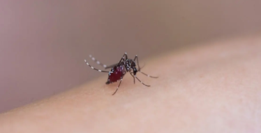 哪种做法有助于预防蚊媒传染病？